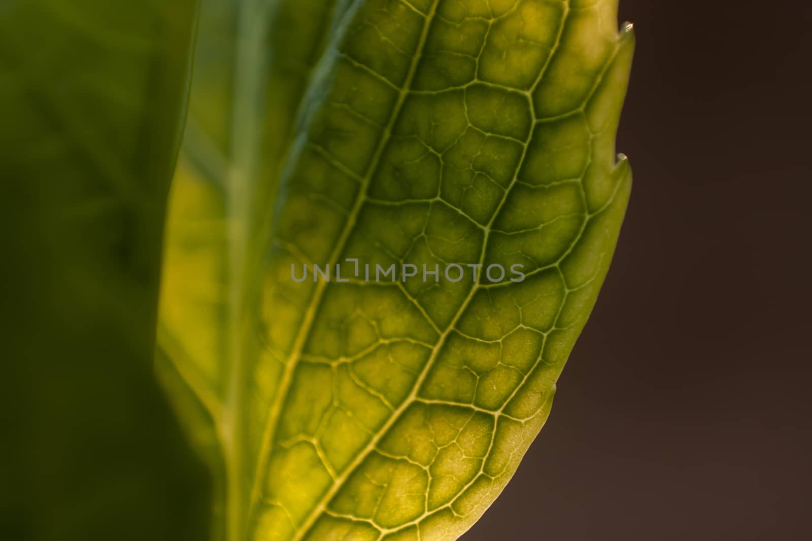 Detail of veins on a leaf in spring. Spectacular detail of a leaf and its smaller veins.