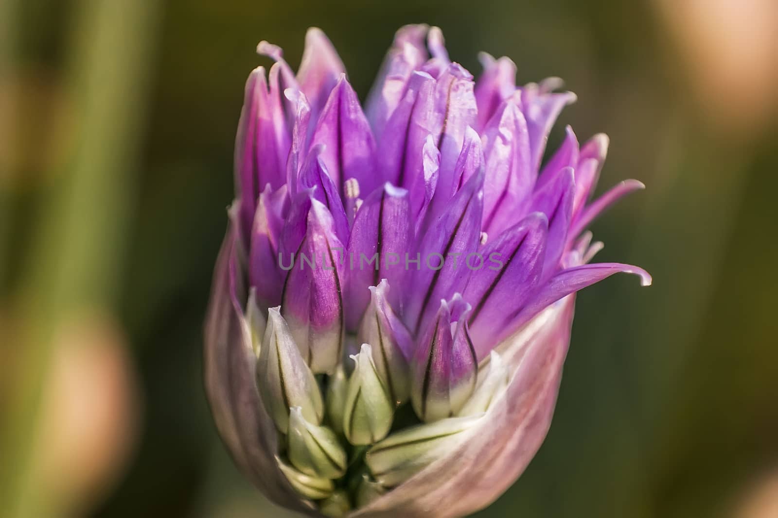 Flower in full bloom phase Grass Plant chives (Allium schoenoprasum). Detail of the petals of this flower with bright colors.