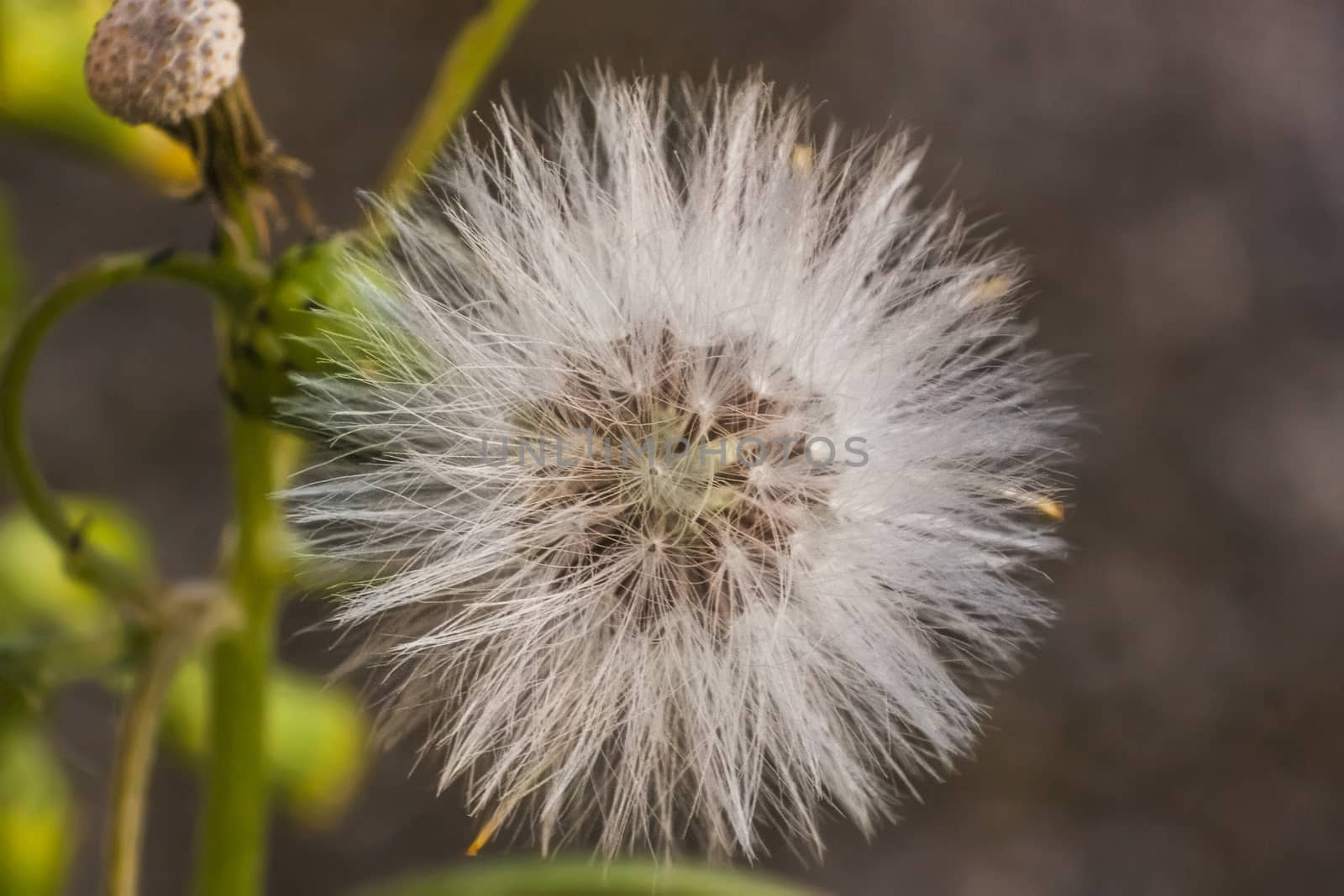 Magnification of a flower of Taraxacum in its phase infructescence.