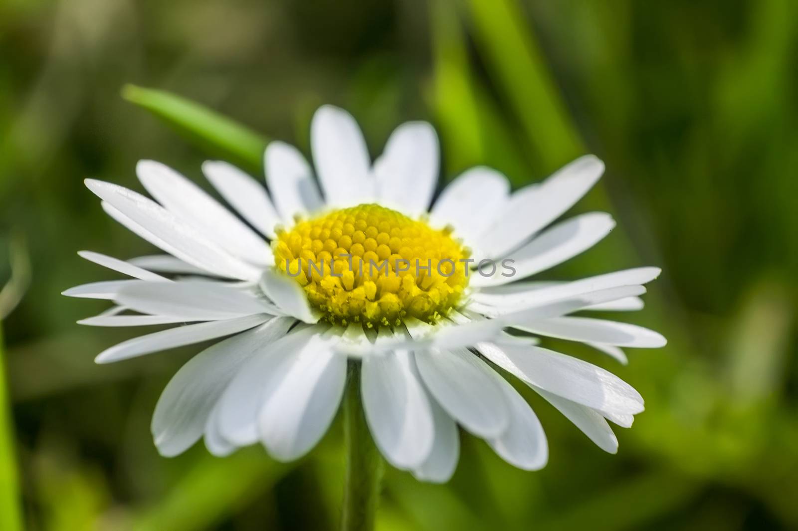 Daisy by pippocarlot