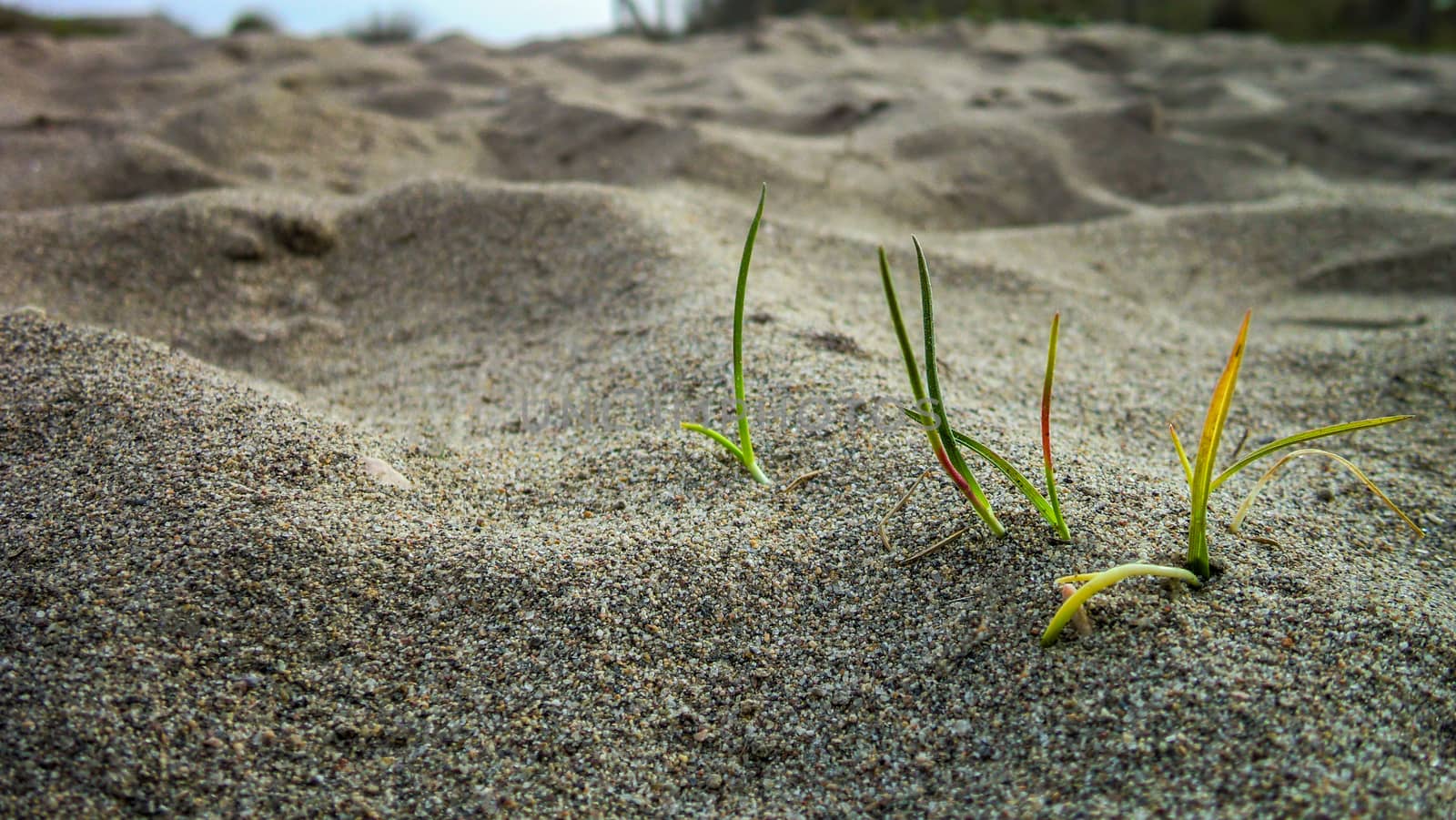 Small tufts of grass growing on the sand of a beach. Small detail of a natural wonder.