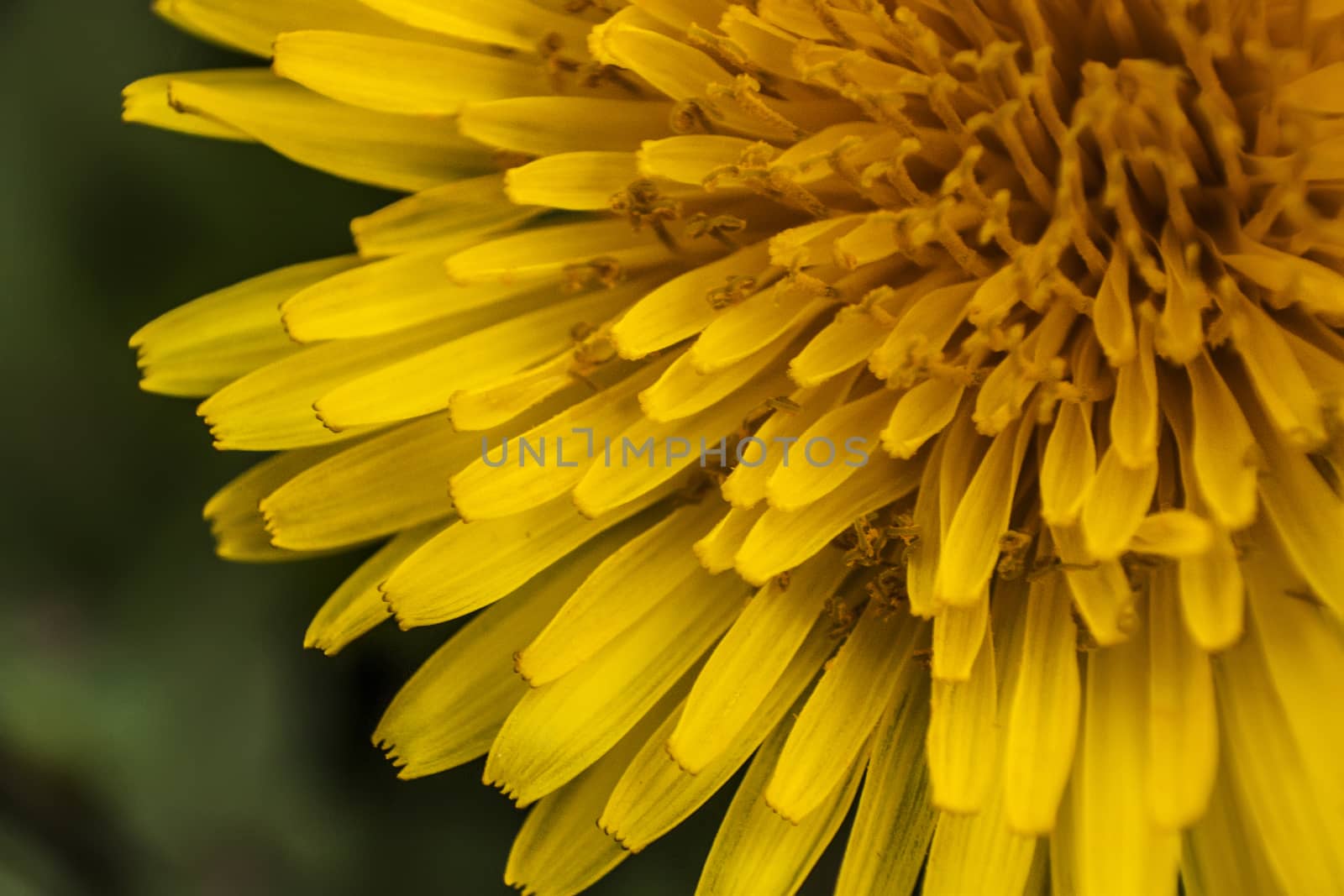 Details of flower petals of Taraxacum. A macro photography to show the details and colors of this flower.