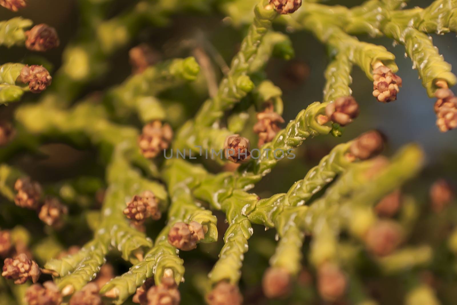 Details of the needles of a pine tree in Italy.