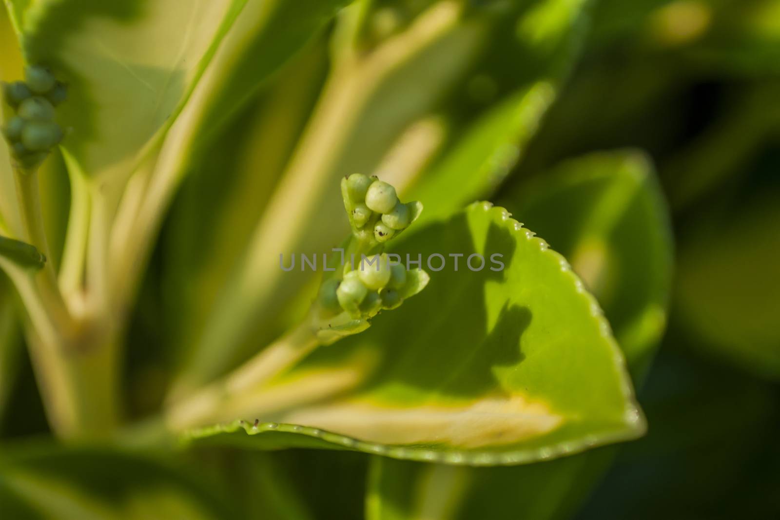 Small detail of a sprout of a leaf in a typical Italian hedge.