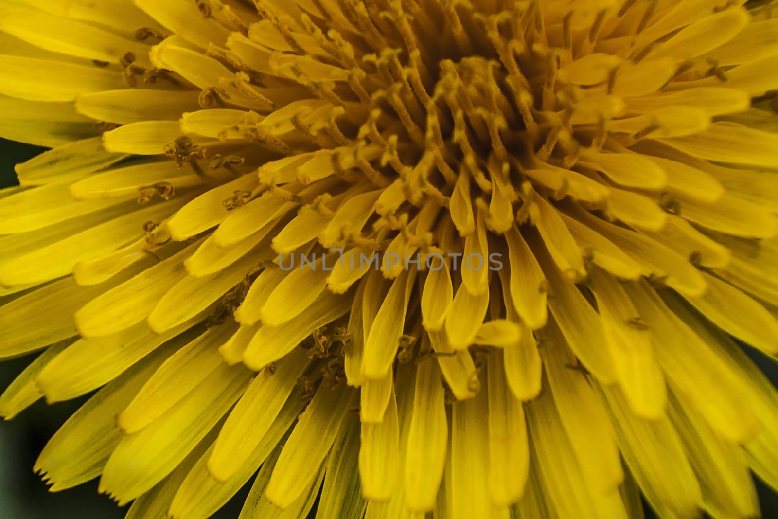 Details of flower petals of Taraxacum. A macro photography to show the details and colors of this flower.