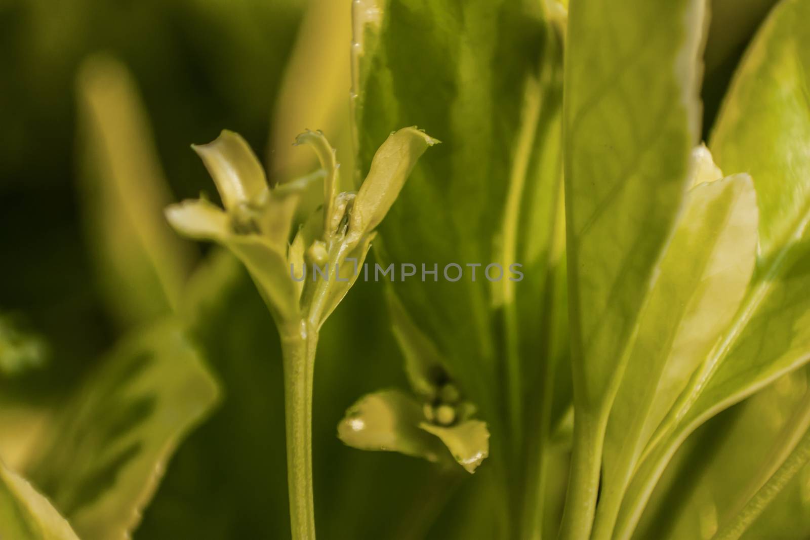 Birth of a sprout by pippocarlot