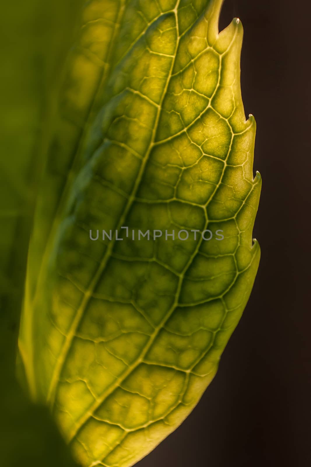 Detail of veins on a leaf in spring. Spectacular detail of a leaf and its smaller veins.