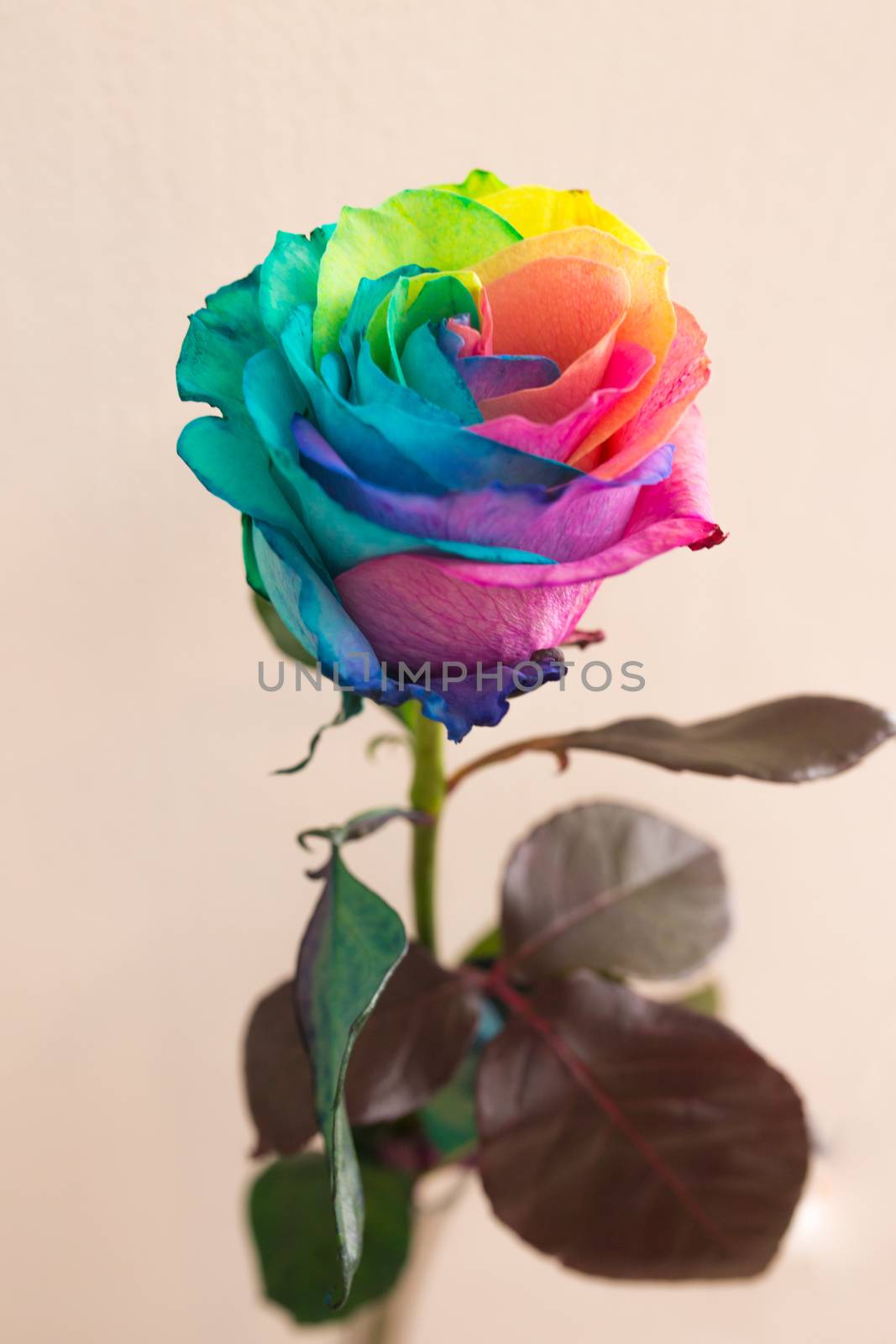Gay lesbian LGBT rainbow flag made out of whole rose symbolize tolerance.