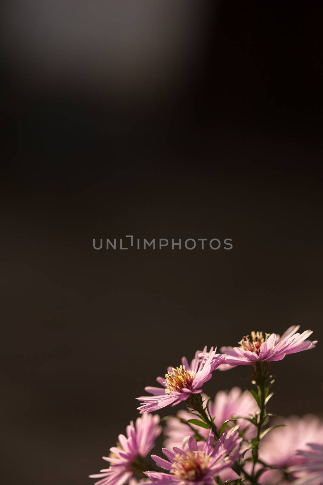 Starburst Ice Plant, Delosperma floribunda, in garden.