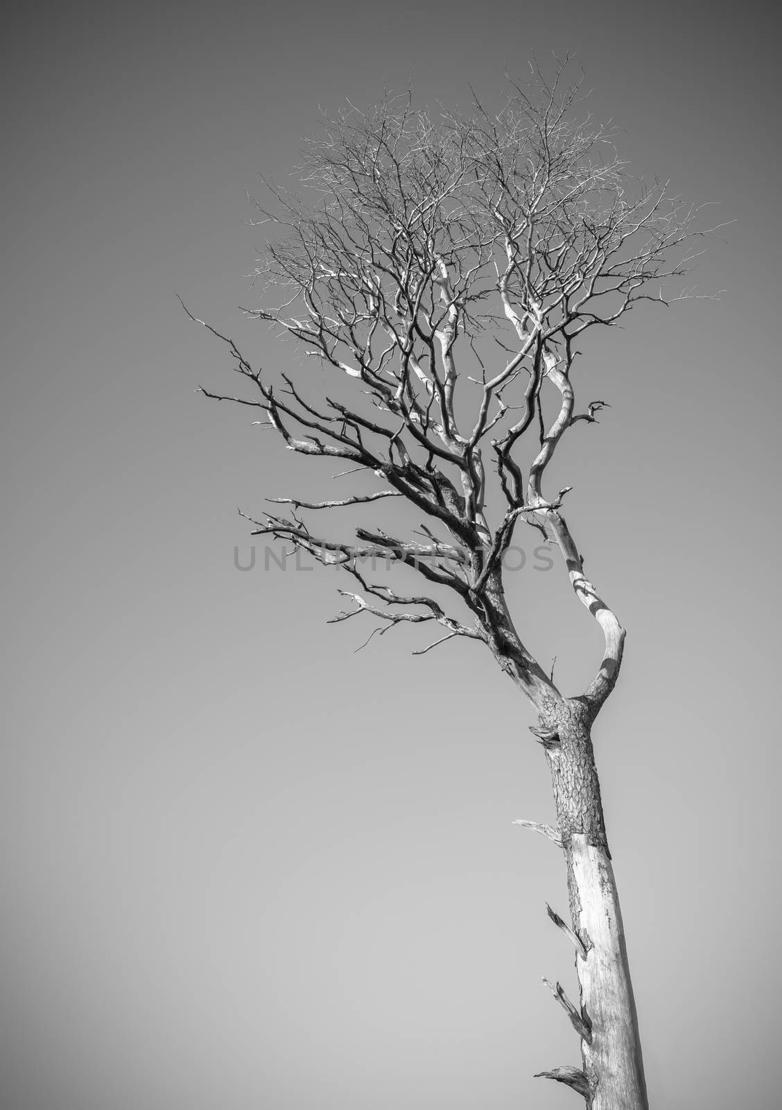 A Dramatic Dead Tree Against A Clear Sky In Black And White With Copy Space