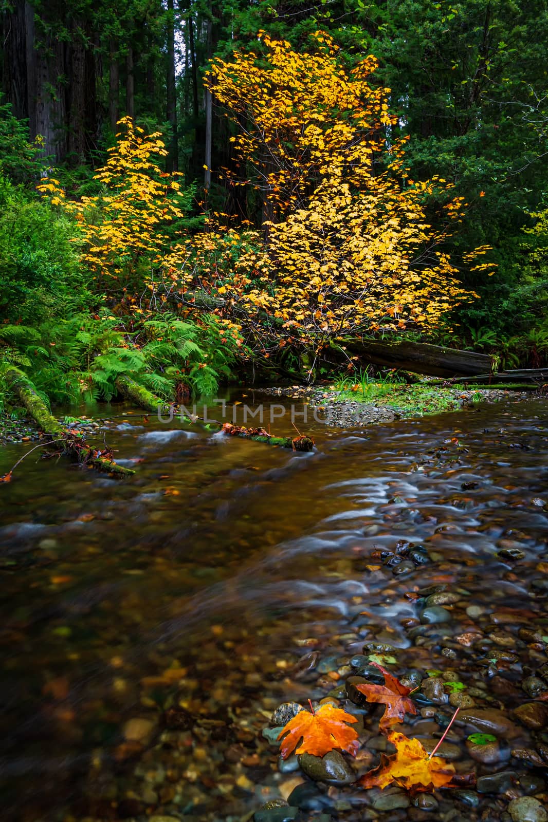 Autumn at a Small Creek with Maple Leaves by backyard_photography