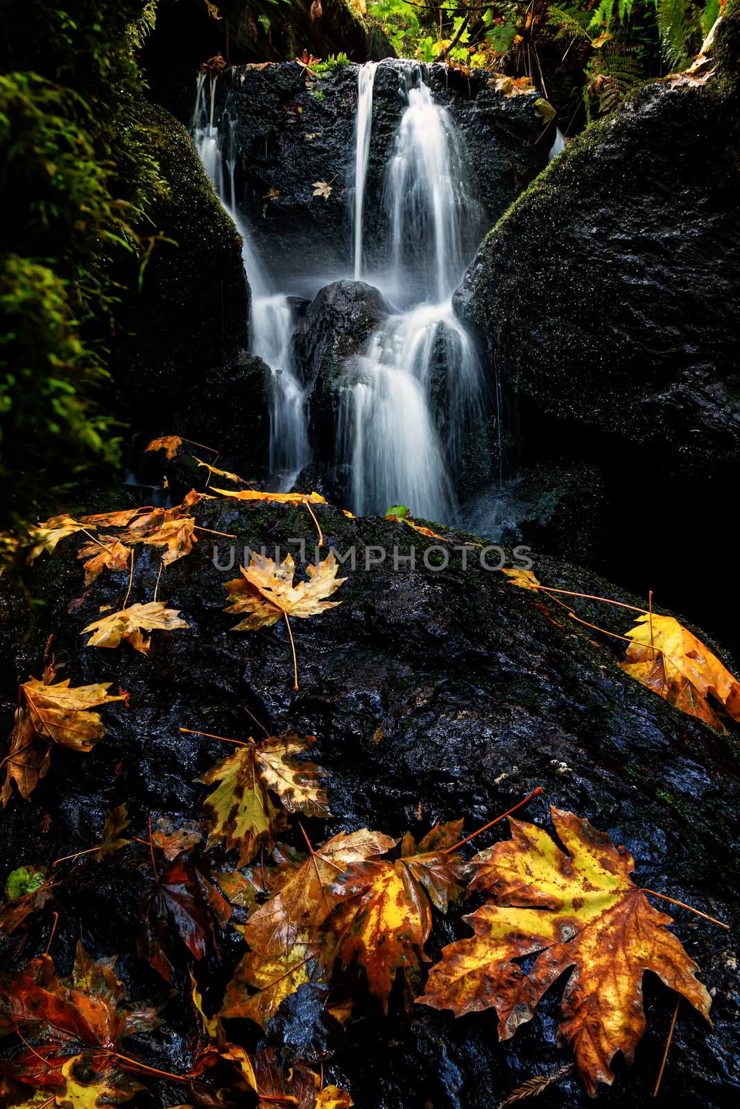 A Small Waterfall in Autumn with Maple Leaves by backyard_photography