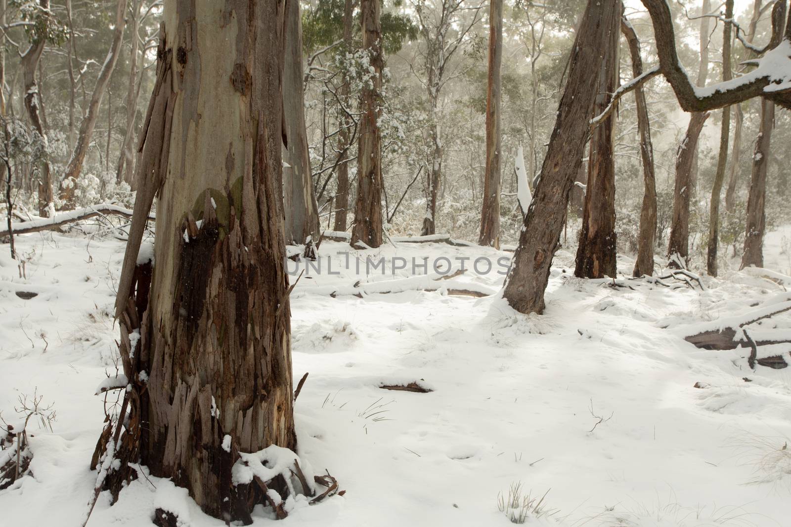 Australian bushland covered in layers of snow and the snow is falling as a hint of sun seeps through the clouds.