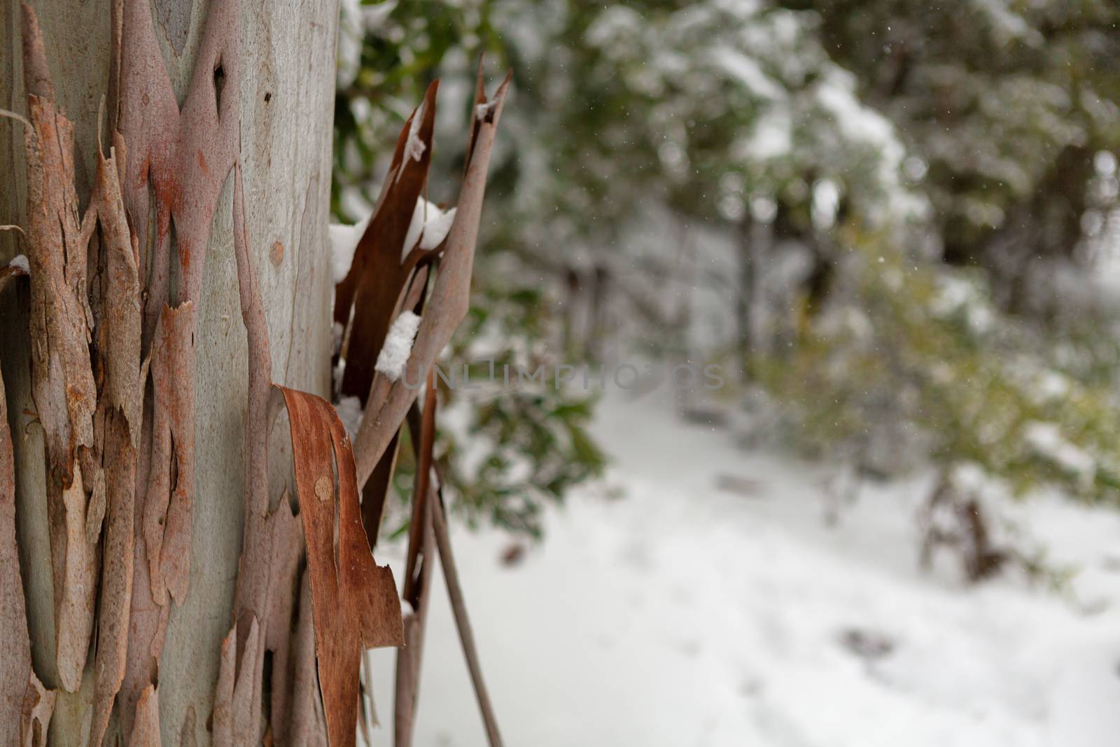 Gum tree bark in a snowy Australian landscape by lovleah