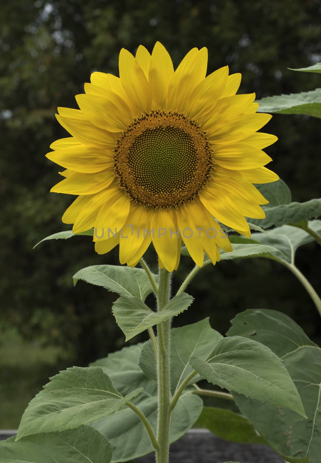 Yellow sunflowers blooming in a garden on a green background