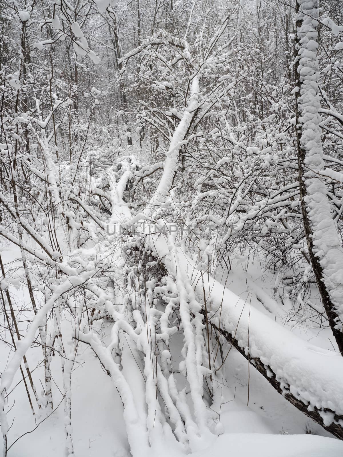 Trees covered with fresh snow in a cold and snowy winter day.