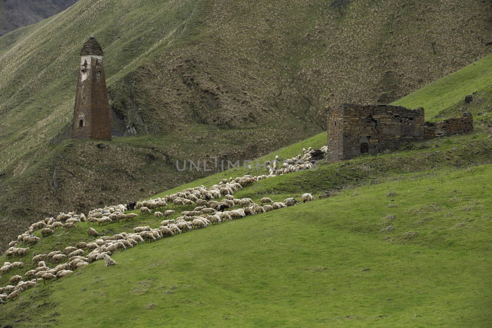 Sheep on a green meadow in the mountains, Georgia Caucasus.
