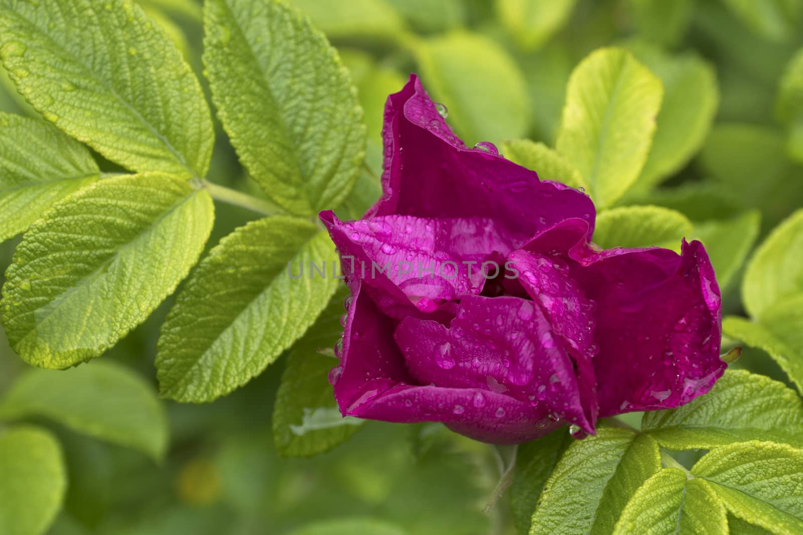 Branch of Briar With Flower and Water Drops After Rain