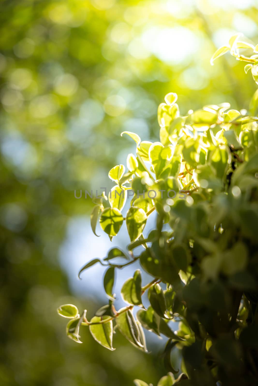 Close Up green leaf under sunlight in the garden. Natural background with copy space.