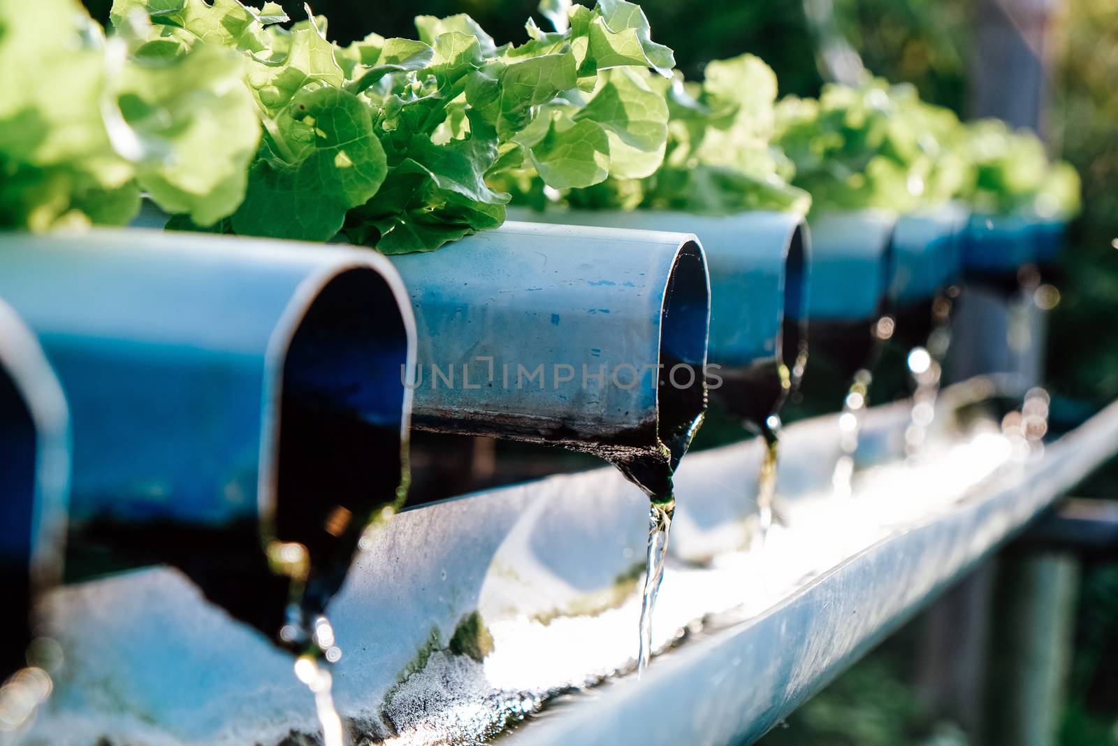 image of Hydroponics vegetable farm