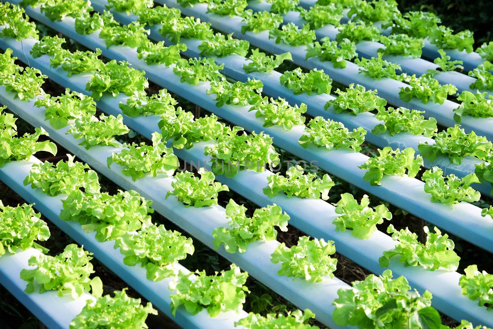 image of Hydroponics vegetable farm