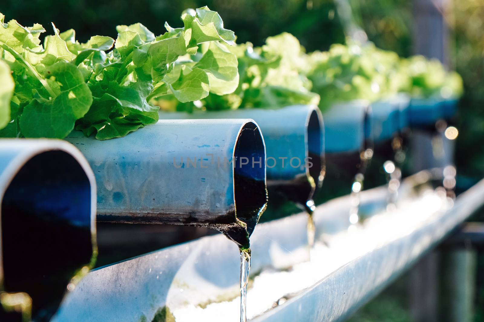 image of Hydroponics vegetable farm