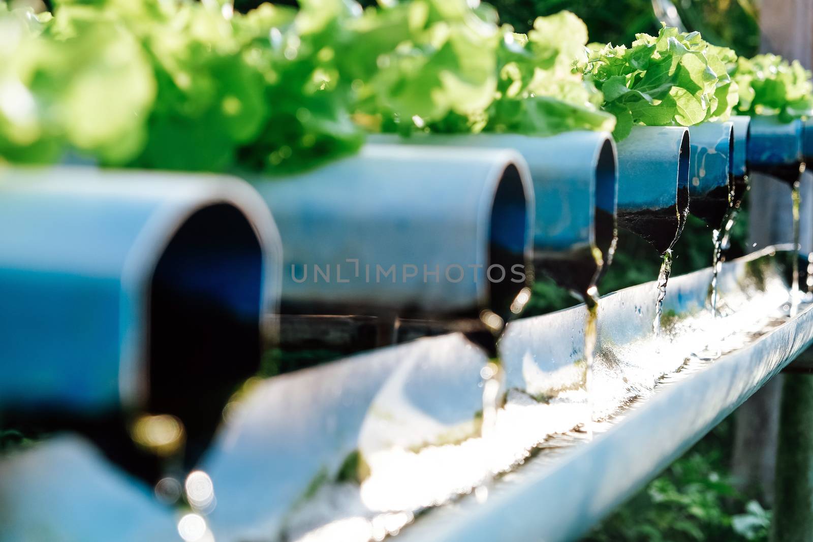 image of Hydroponics vegetable farm