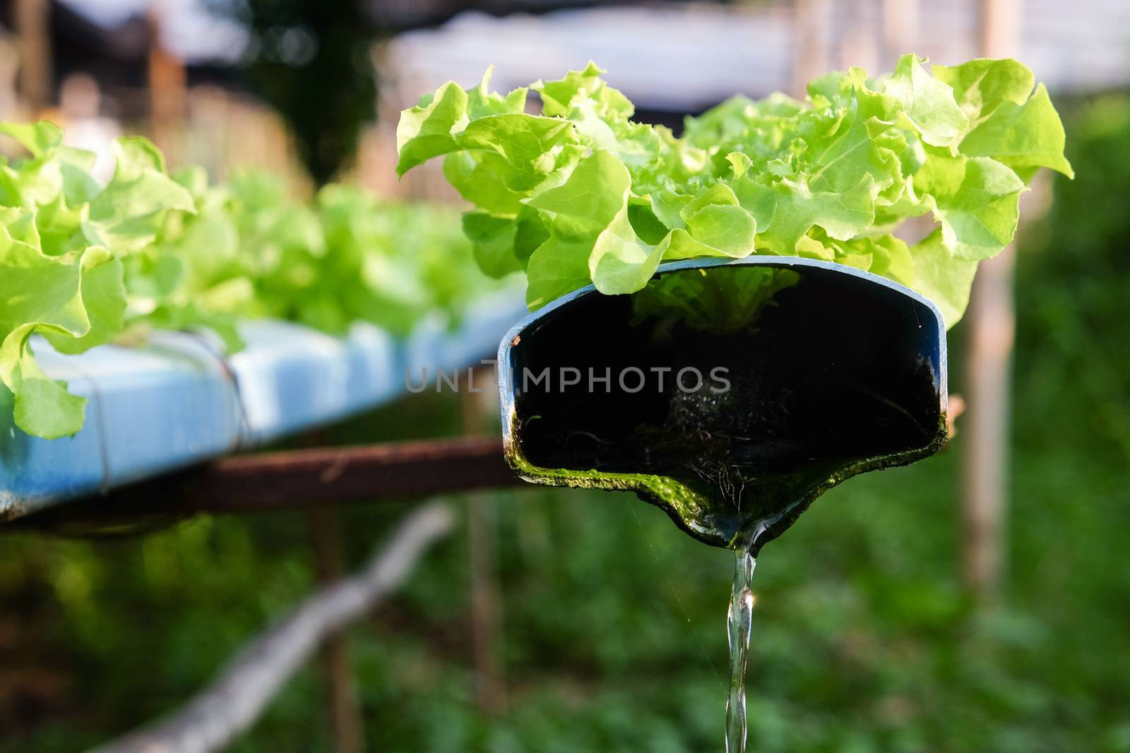 image of Hydroponics vegetable farm