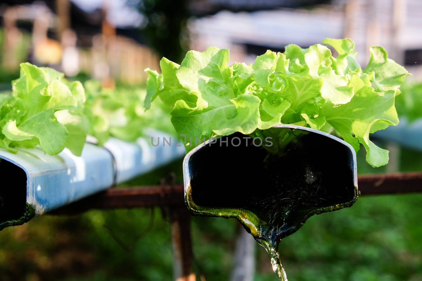 image of Hydroponics vegetable farm