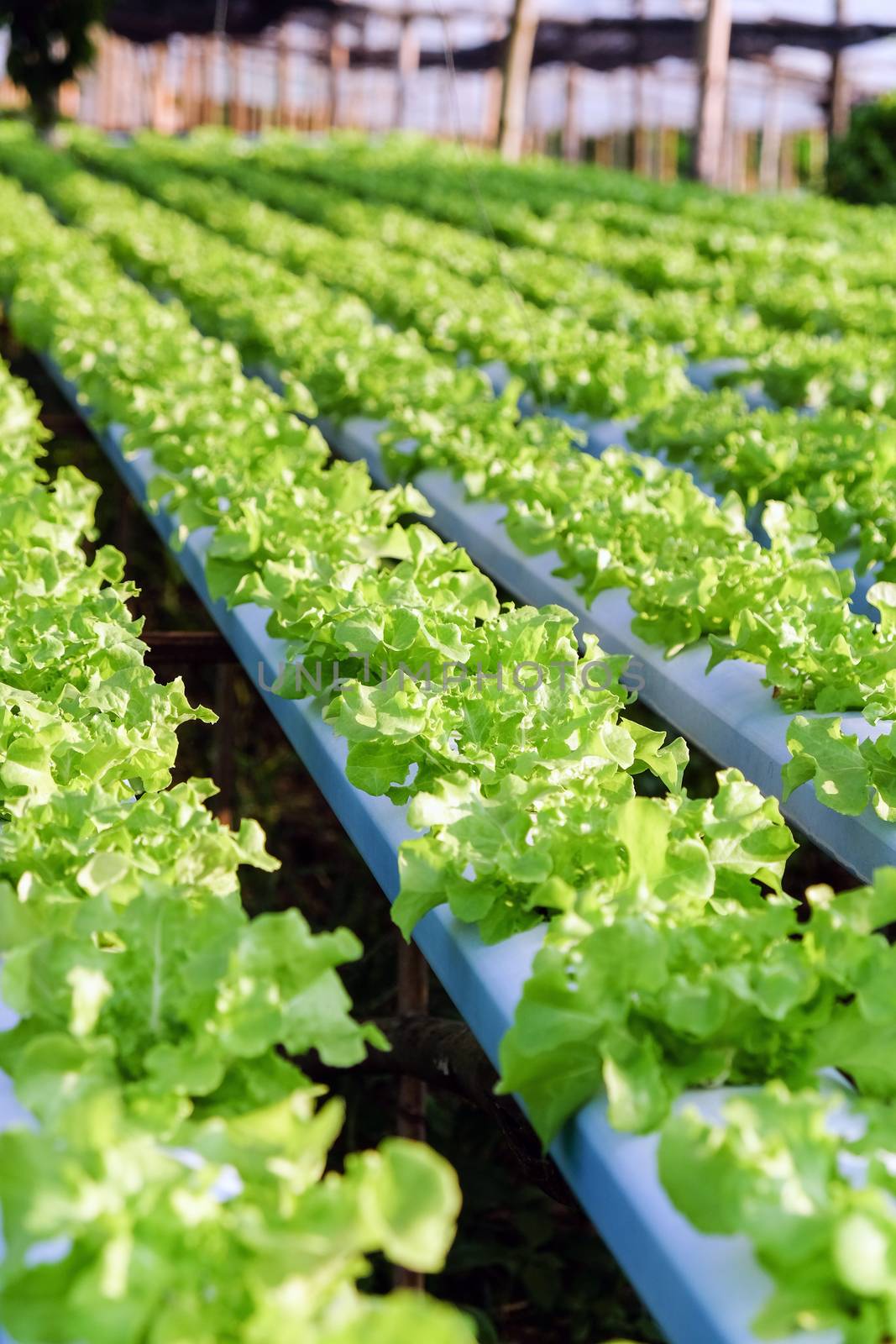 Hydroponics vegetable farm by ponsulak