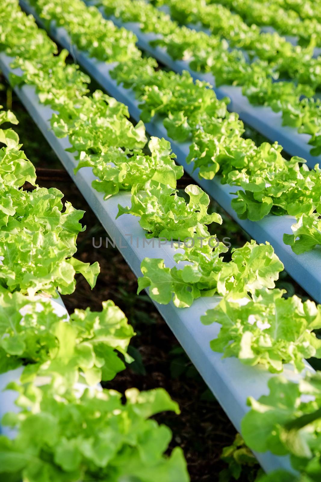 Hydroponics vegetable farm by ponsulak