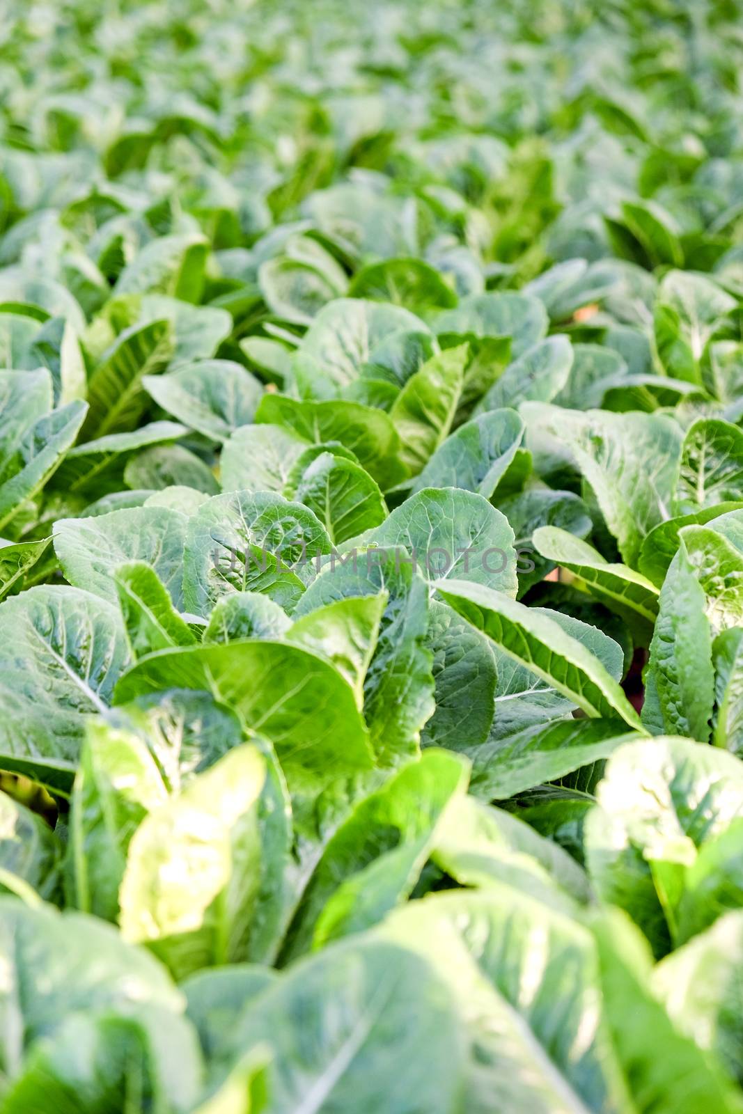 Hydroponics vegetable farm by ponsulak