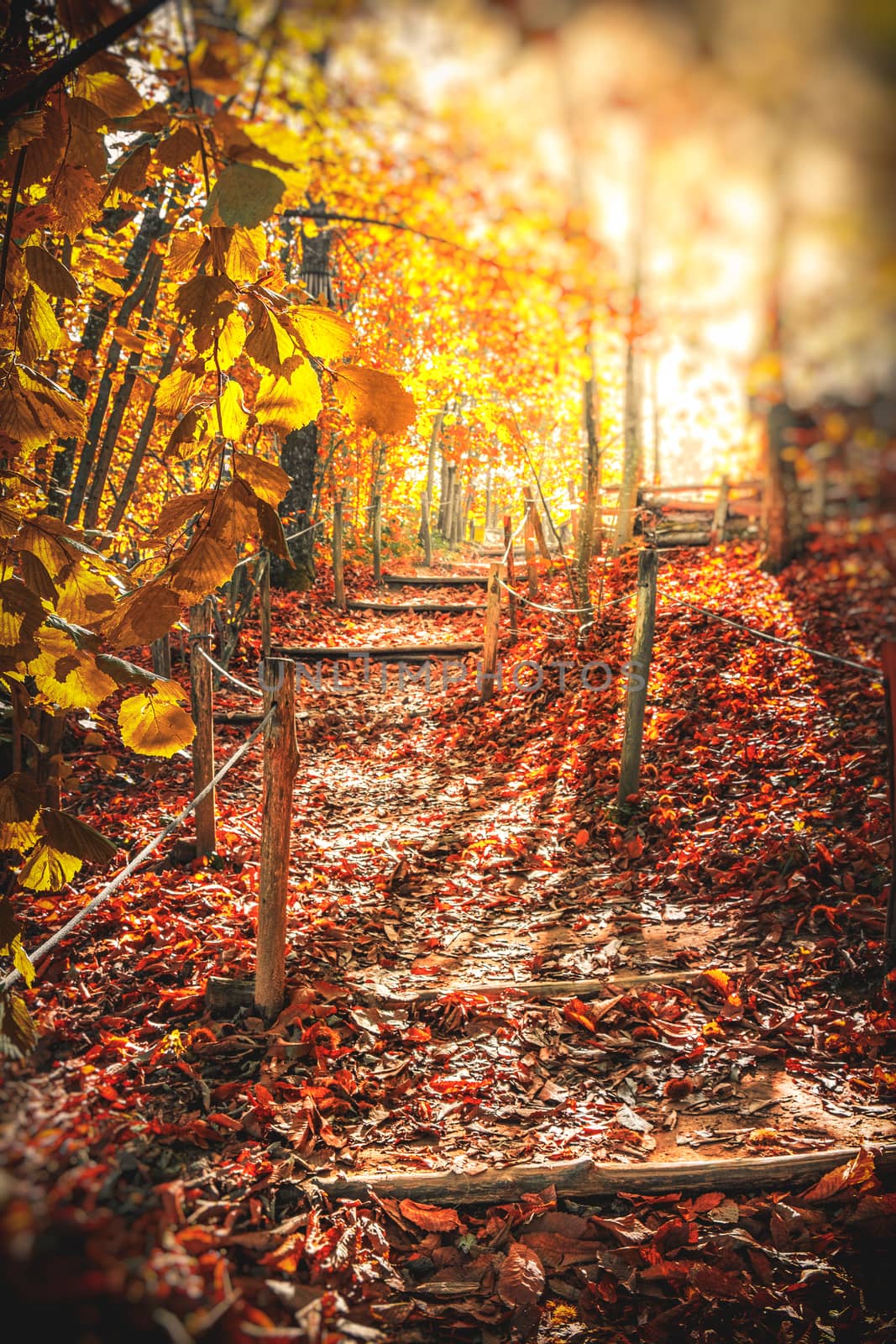 autumn path in the woods sunlight morning fall vertical by LucaLorenzelli