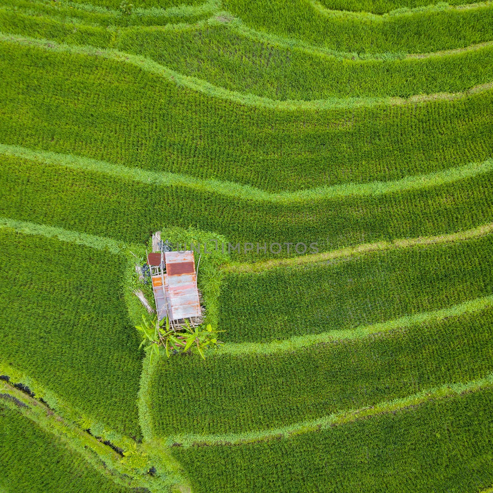 Small hut in the middle of paddy fields aerial view by dutourdumonde