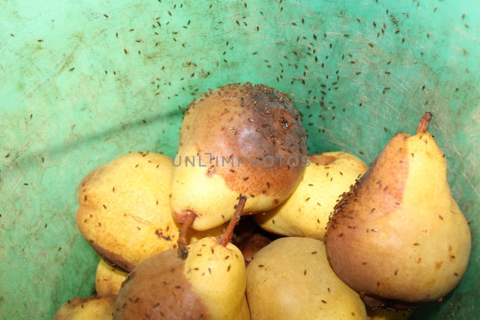 fruit flies on pears by martina_unbehauen