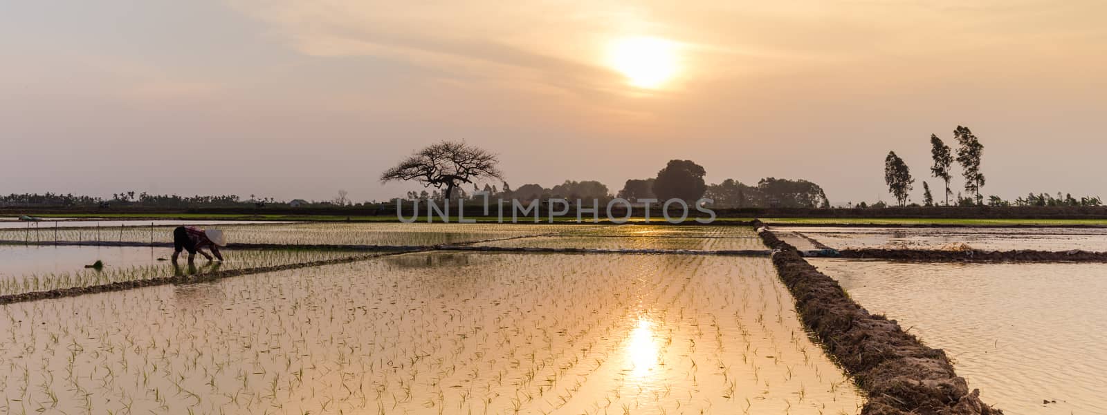 Rear view a female farmer planting on rice field at sunset in rural Hanoi, Vietnam. Young rice sprouts ready to growing. Organic paddy farmland, terminalia catappa or tropical almond is in distance