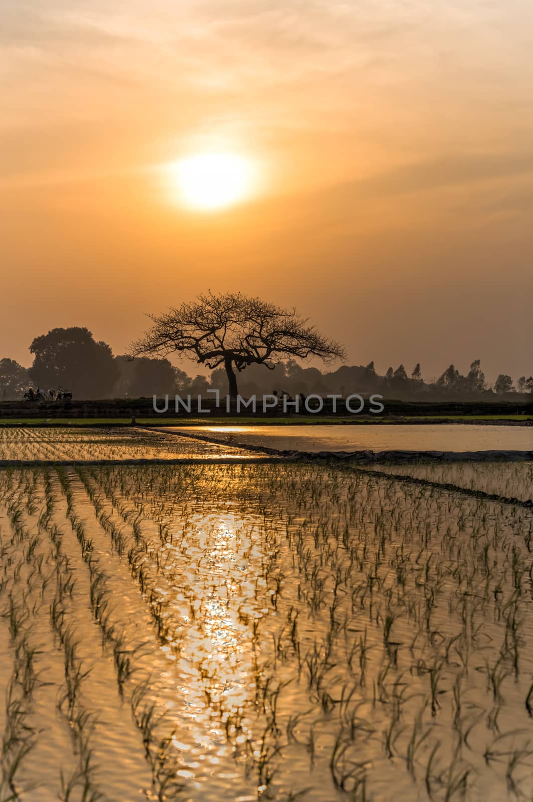 Freshly transplanted rice plants on water surface patches growing at sunset near Hanoi