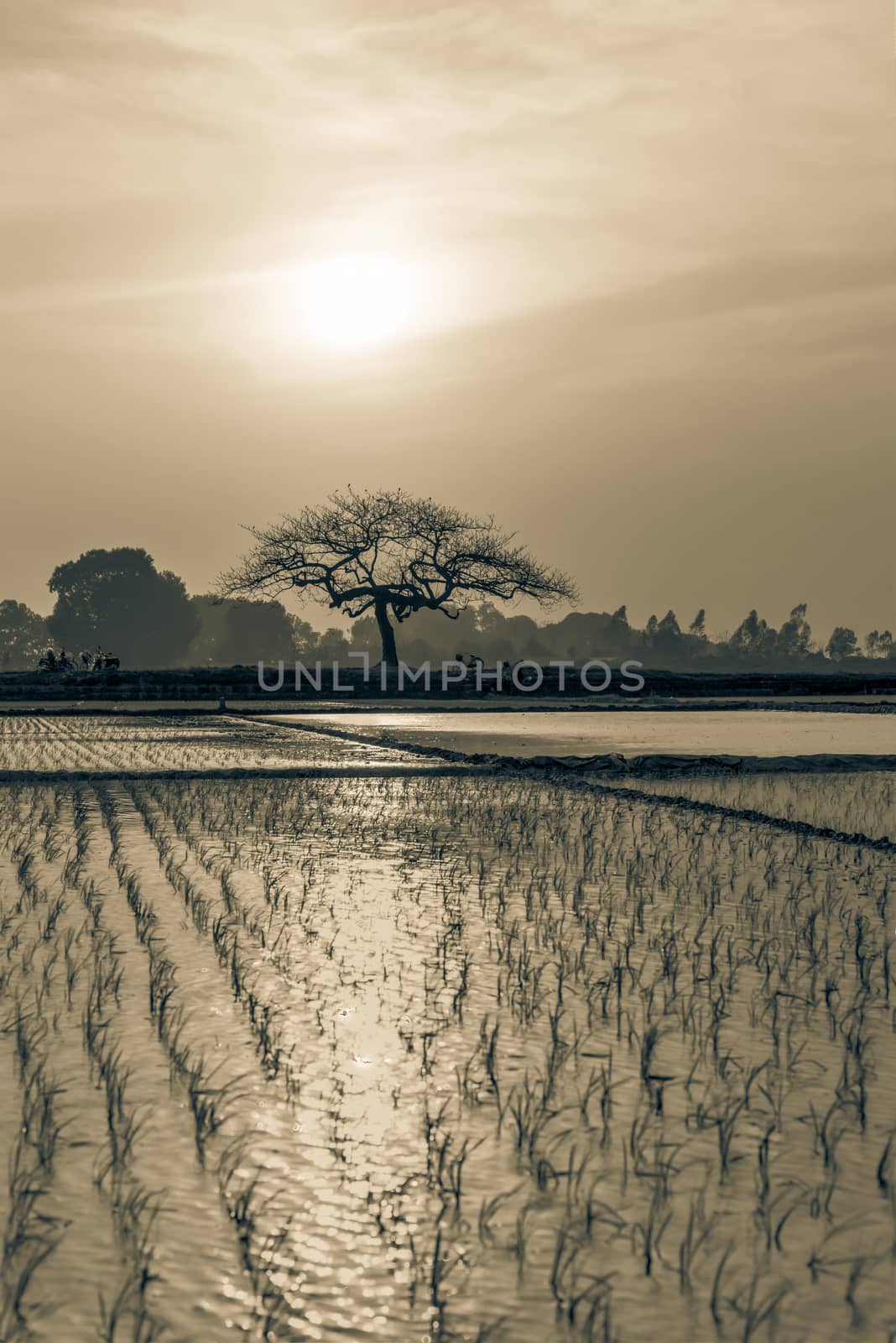 Vintage tone young rice sprouts ready to growing in the rice field in Hanoi, Vietnam. Organic paddy rice farmland at sunset. Terminalia catappa or tropical almond in distance. Agriculture background