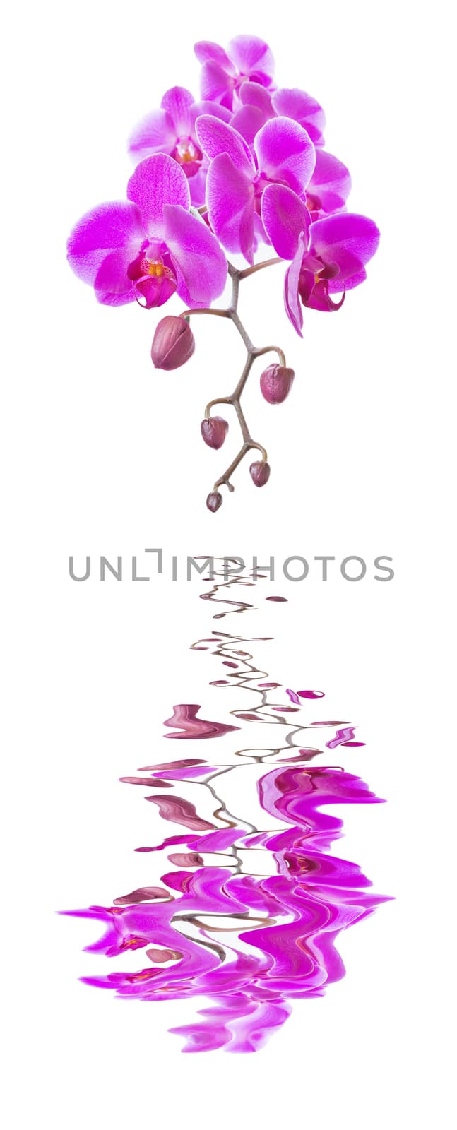 Beautiful pink orchid flowers with green leaves isolated on a white background reflected in a water surface with small waves