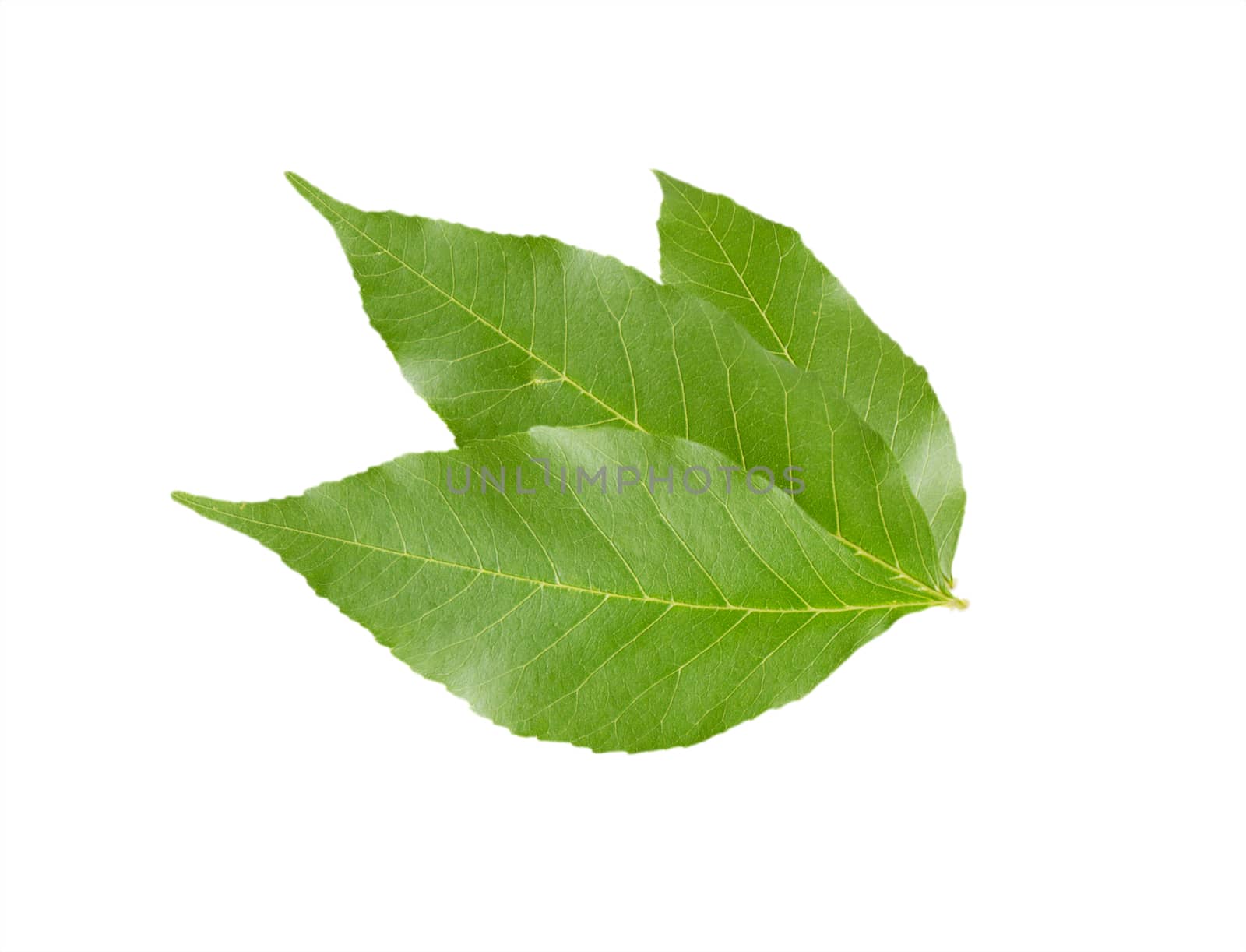 Three maple green leaves isolated on white background