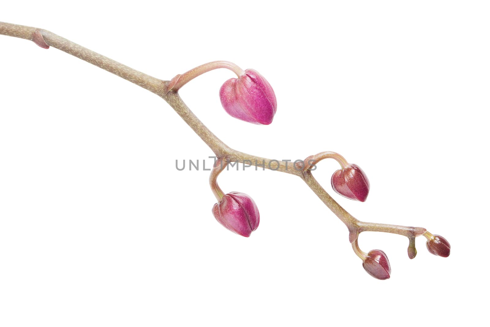 Buds of pink orchid flowers isolated on white background; studio shot