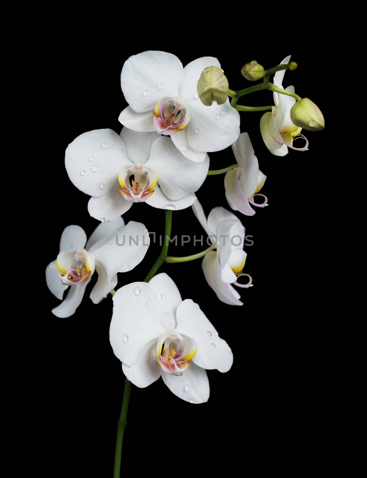 White orchid phalaenopsis flower covered with water drops, isolated on a black background