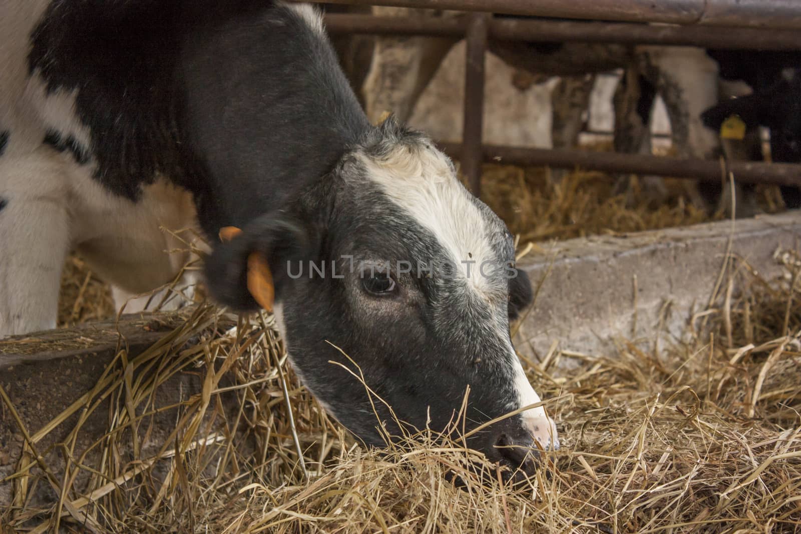 A cow while eating hay of natural origin in a biological rearing in Italy