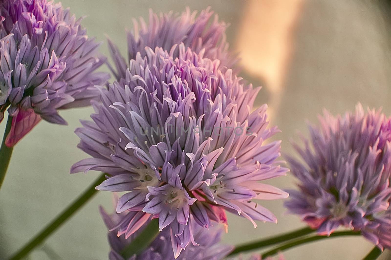 Plant chives by pippocarlot