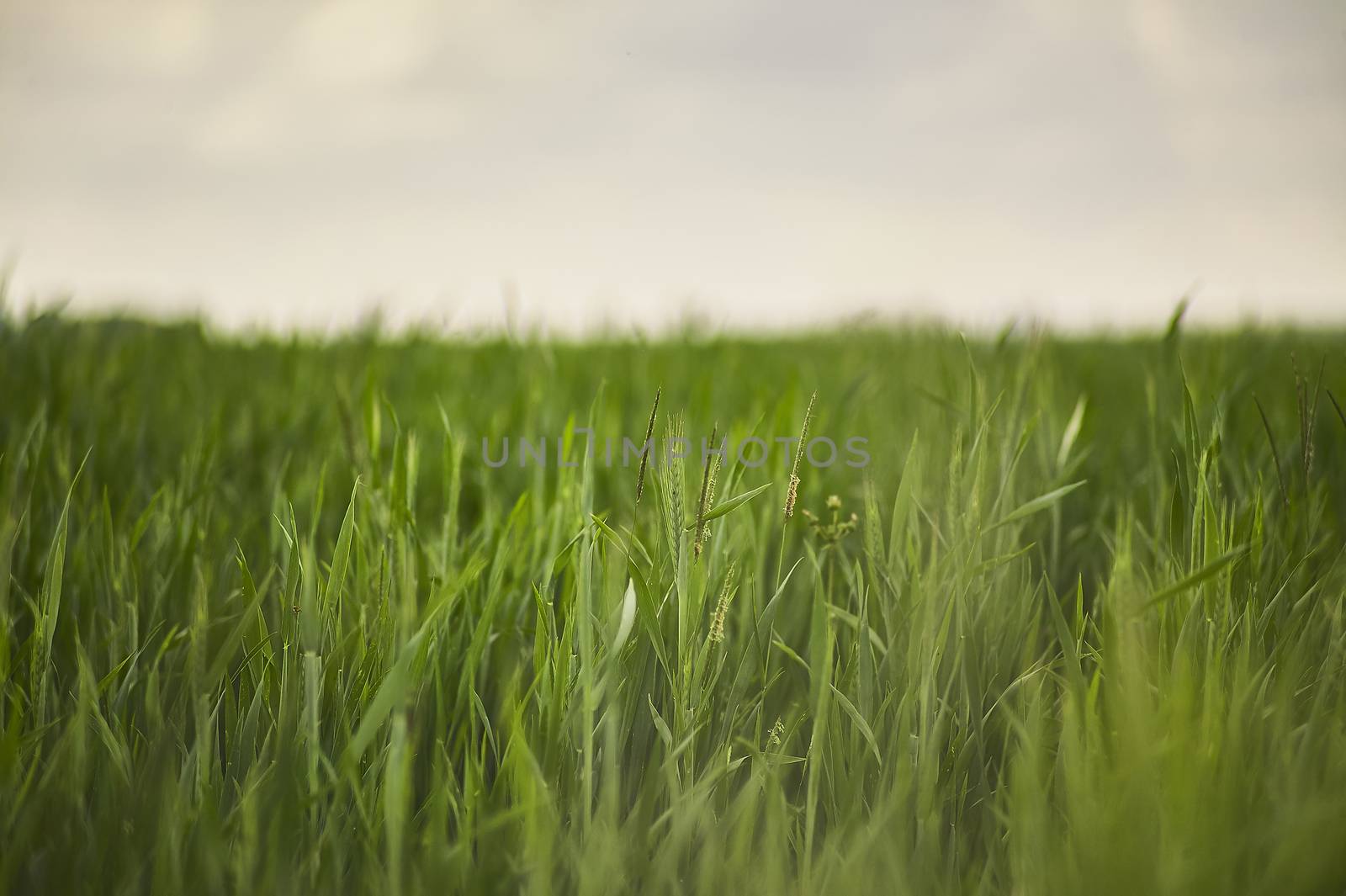 Wheat Ears in a Field of Cultivation in Italy.