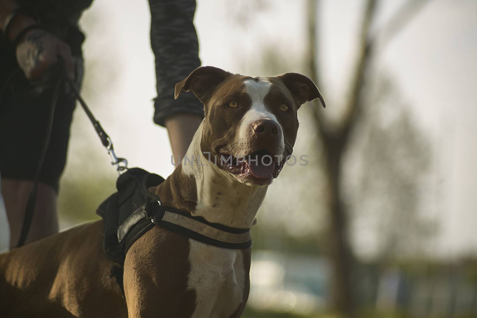 A great example of a rottweiler dog during a leash training with his chin. Dog look.