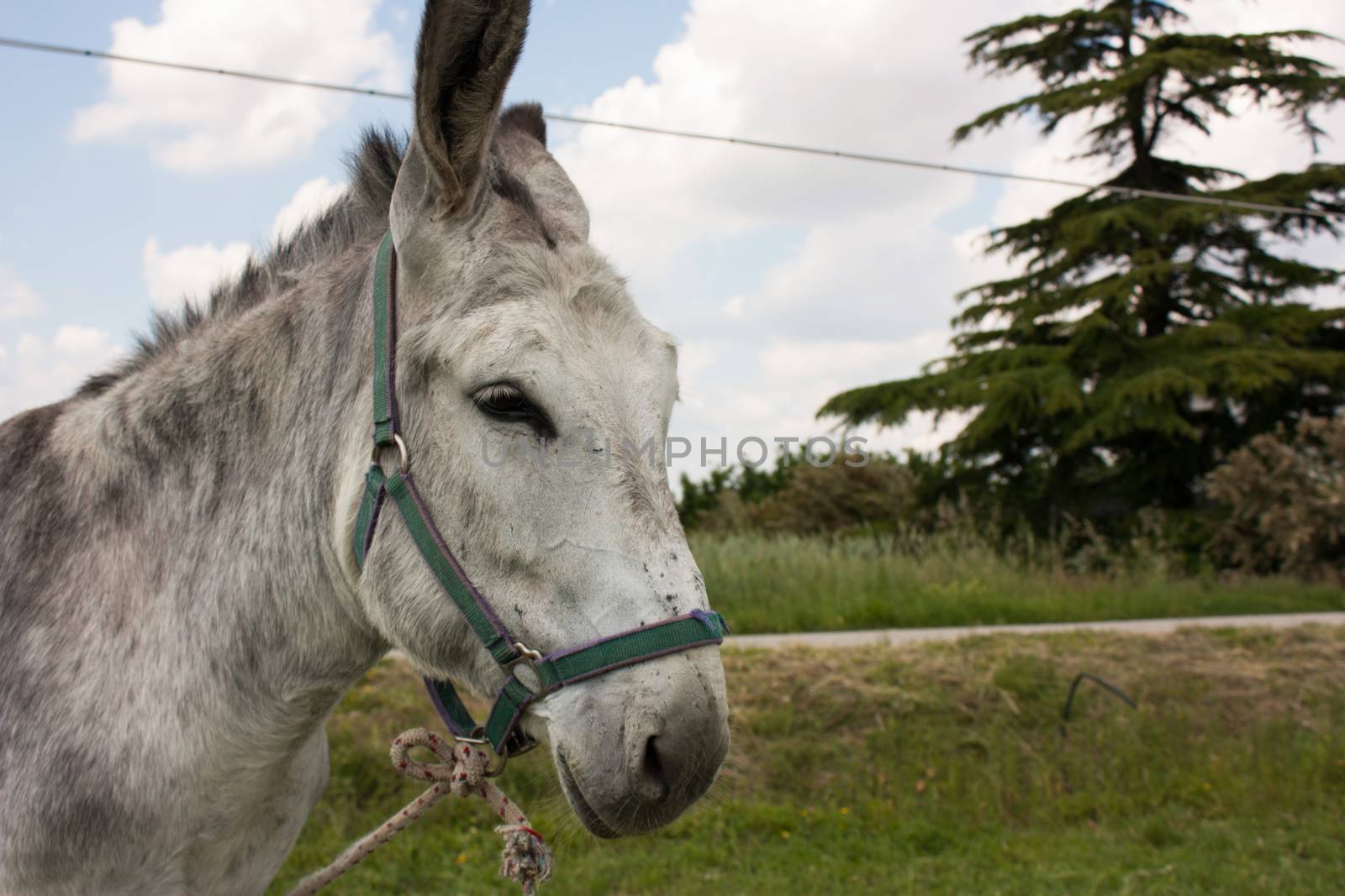 Donkey in a typical Italian Farm by pippocarlot
