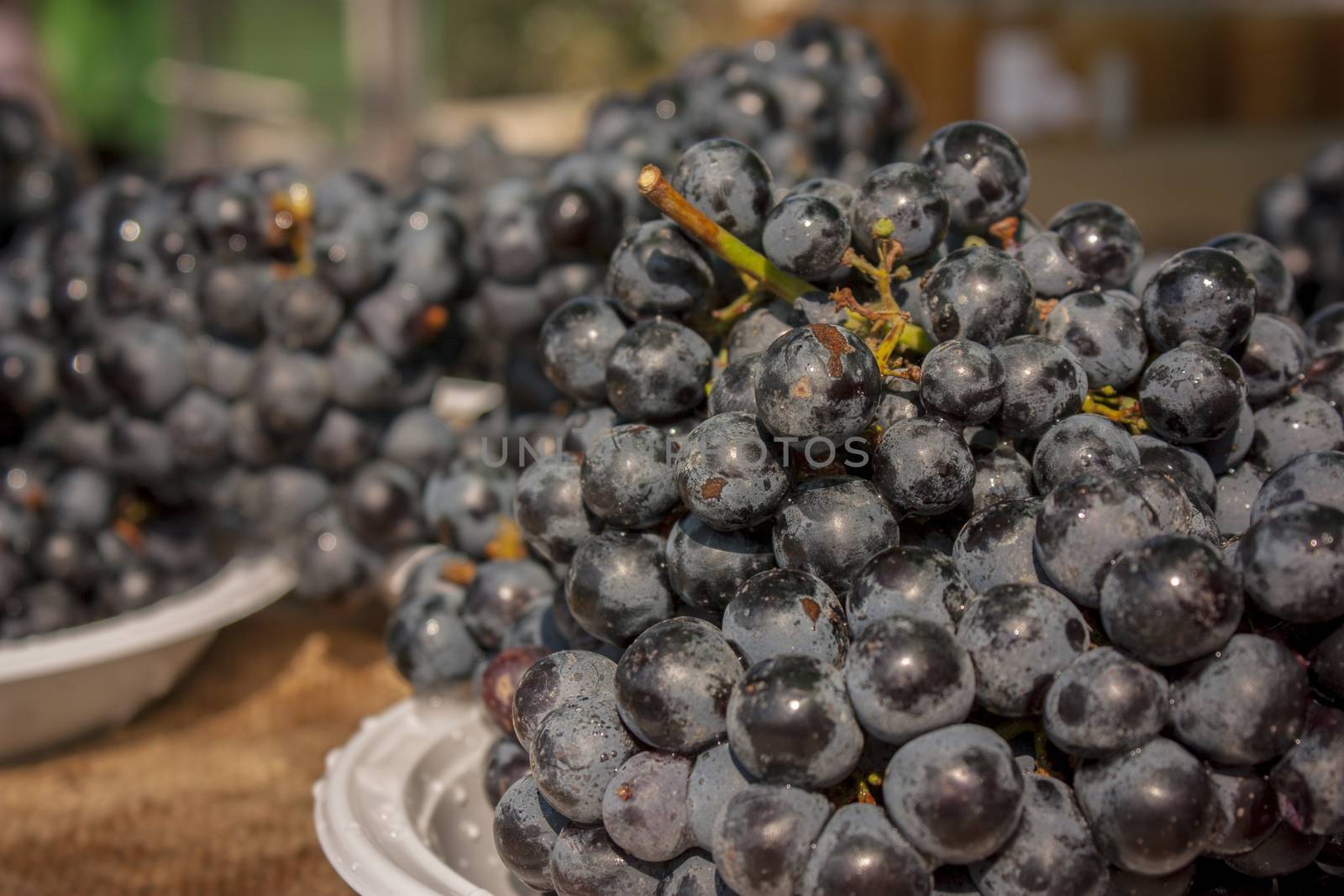 Bunches of grapes in a table ready to be tasted.