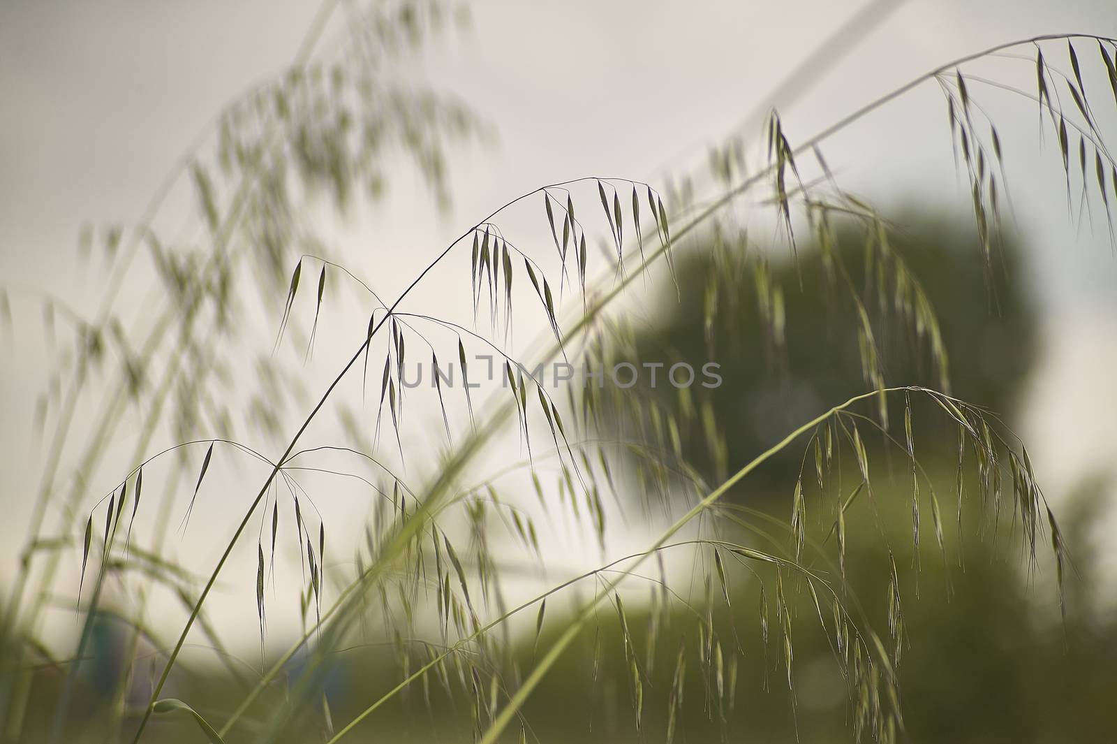 Grass waves moved by the wind by pippocarlot