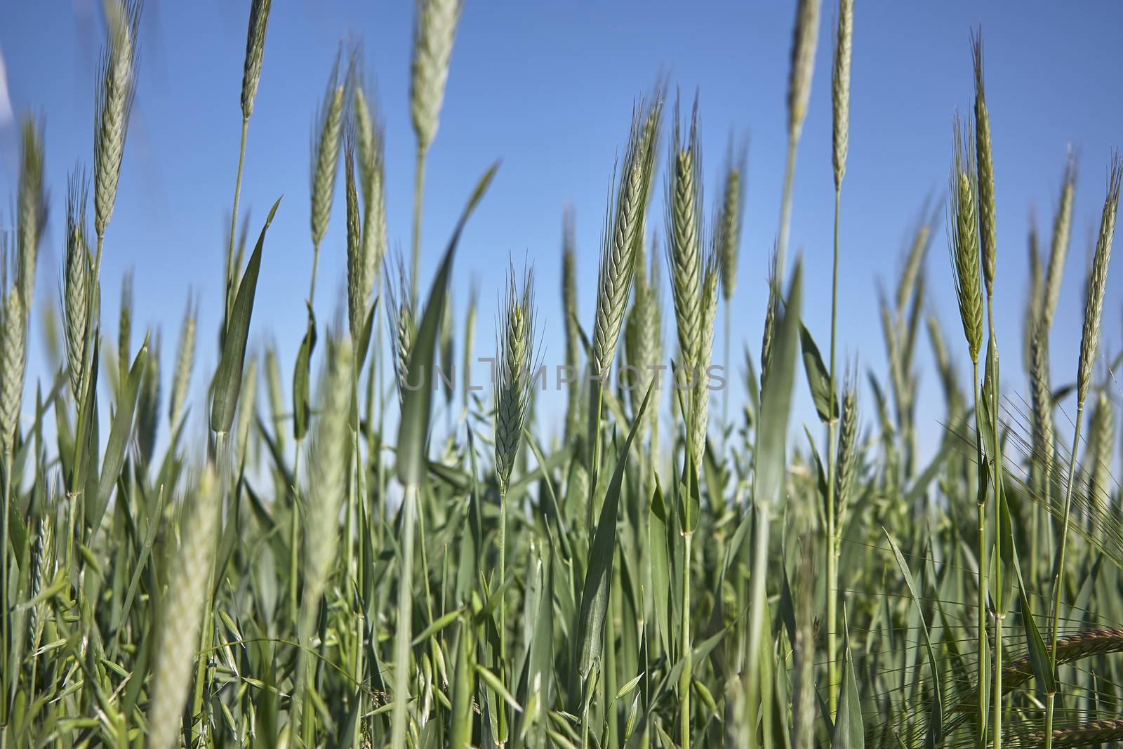 Wheat field by pippocarlot